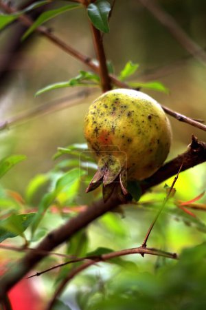 Foto de La granada o Punica granatum, a menudo se planta en jardines como planta ornamental, planta medicinal, o porque su fruto es comestible. - Imagen libre de derechos