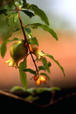 Foto de La granada o Punica granatum, a menudo se planta en jardines como planta ornamental, planta medicinal, o porque su fruto es comestible. - Imagen libre de derechos