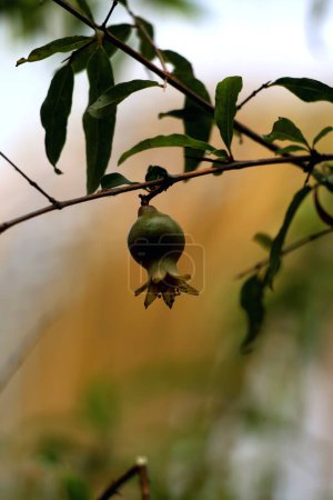 La granada o Punica granatum, a menudo se planta en jardines como planta ornamental, planta medicinal, o porque su fruto es comestible.
