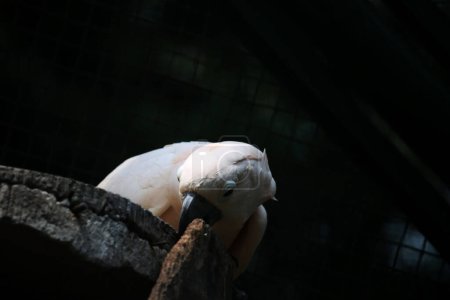 Der Molukkische Kakadu oder sein wissenschaftlicher Name Cacatua moluccensis hat weiße Federn, die mit rosa vermischt sind. Auf seinem Kopf befindet sich ein großer rosafarbener Kamm, den man aufstellen kann.