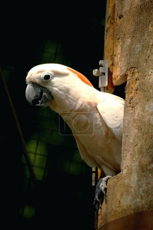 The Moluccan Cockatoo or its scientific name Cacatua moluccensis, has white feathers mixed with pink. On his head there is a large pink crest that can be erected.