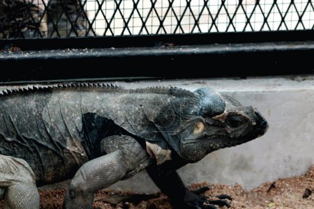 Foto de La iguana rinoceronte tiene una textura áspera y una piel grisácea. Esta especie de iguana es muy fácil de reconocer porque tiene un gran tamaño corporal y una cabeza con cuernos.. - Imagen libre de derechos