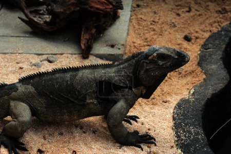 Téléchargez les photos : Rhinoceros iguana a une texture rugueuse et une peau grisâtre. Cette espèce d'iguane est très facile à reconnaître car elle a une grande taille et une tête cornée.. - en image libre de droit