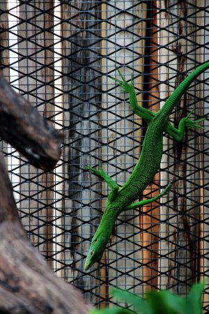 The emerald tree monitor, Varanus prasinus or green tree monitor, is a small to medium-sized arboreal monitor lizard.