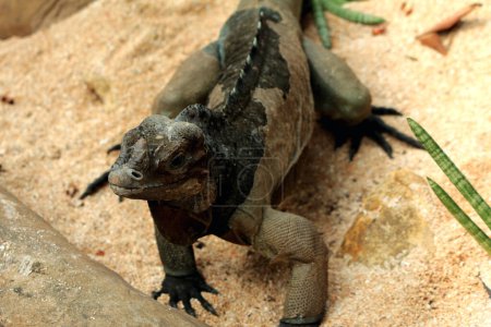 Photo for Rhinoceros iguana has a rough scale texture and grayish skin. This iguana species is very easy to recognize because it has a large body size and a horned head. - Royalty Free Image