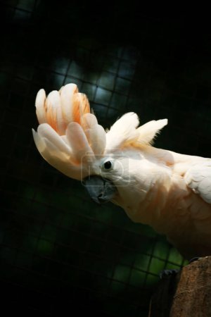 Foto de La Cacatúa Molucca o su nombre científico Cacatua moluccensis, tiene plumas blancas mezcladas con rosa. En su cabeza hay una gran cresta rosa que se puede erigir. - Imagen libre de derechos