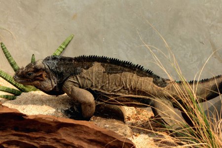 Téléchargez les photos : Rhinoceros iguana a une texture rugueuse et une peau grisâtre. Cette espèce d'iguane est très facile à reconnaître car elle a une grande taille et une tête cornée.. - en image libre de droit