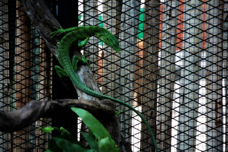 El monitor de árbol esmeralda, Varanus prasinus o monitor de árbol verde, es un lagarto monitor arbóreo pequeño a mediano.