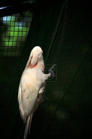 Photo for The Moluccan Cockatoo or its scientific name Cacatua moluccensis, has white feathers mixed with pink. On his head there is a large pink crest that can be erected. - Royalty Free Image