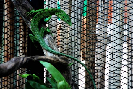 Foto de El monitor de árbol esmeralda, Varanus prasinus o monitor de árbol verde, es un lagarto monitor arbóreo pequeño a mediano. - Imagen libre de derechos