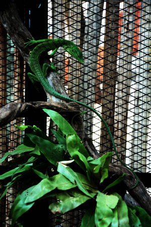 The emerald tree monitor, Varanus prasinus or green tree monitor, is a small to medium-sized arboreal monitor lizard.