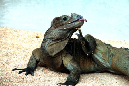 La iguana rinoceronte tiene una textura áspera y una piel grisácea. Esta especie de iguana es muy fácil de reconocer porque tiene un gran tamaño corporal y una cabeza con cuernos..