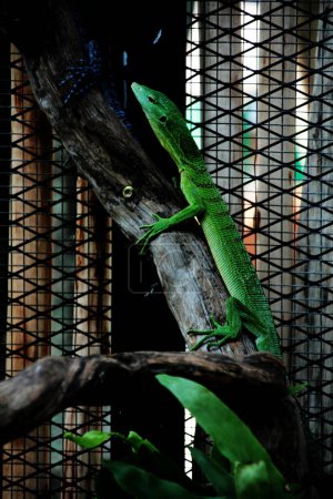 Foto de El monitor de árbol esmeralda, Varanus prasinus o monitor de árbol verde, es un lagarto monitor arbóreo pequeño a mediano. - Imagen libre de derechos