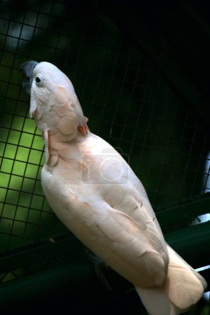 The Moluccan Cockatoo or its scientific name Cacatua moluccensis, has white feathers mixed with pink. On his head there is a large pink crest that can be erected.