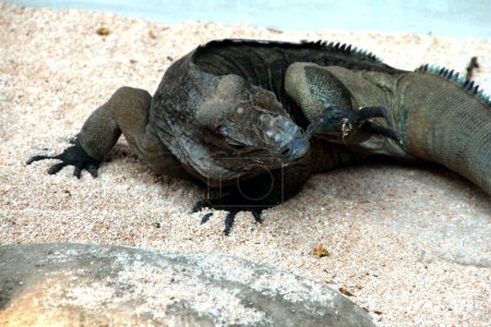Rhinoceros iguana has a rough scale texture and grayish skin. This iguana species is very easy to recognize because it has a large body size and a horned head.