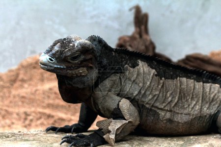 Rhinoceros iguana a une texture rugueuse et une peau grisâtre. Cette espèce d'iguane est très facile à reconnaître car elle a une grande taille et une tête cornée..