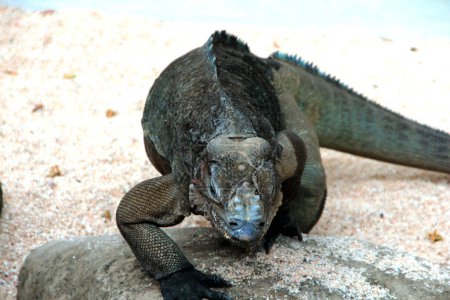 Der Rhinozeros-Leguan hat eine raue Schuppenstruktur und graue Haut. Diese Leguanart ist sehr leicht zu erkennen, da sie eine große Körpergröße und einen gehörnten Kopf hat..