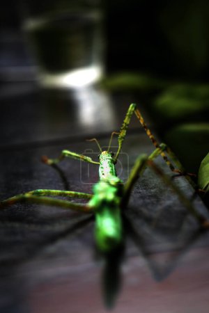 Stick insects are very unique because they have a shape and color that resembles twigs and leaves. When touched, this type of insect will fall down, stay still and camouflage like a twig.