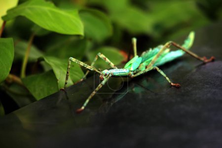 Les insectes bâtons sont très uniques parce qu'ils ont une forme et une couleur qui ressemblent à des brindilles et des feuilles. Lorsqu'il est touché, ce type d'insecte va tomber, rester immobile et se camoufler comme une brindille.