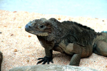 Rhinoceros iguana has a rough scale texture and grayish skin. This iguana species is very easy to recognize because it has a large body size and a horned head.