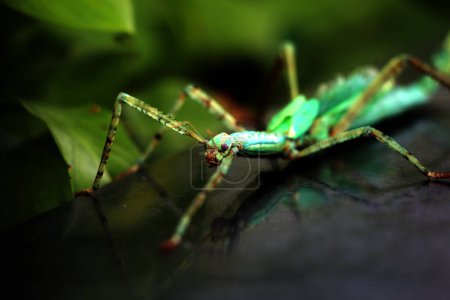 Téléchargez les photos : Les insectes bâtons sont très uniques parce qu'ils ont une forme et une couleur qui ressemblent à des brindilles et des feuilles. Lorsqu'il est touché, ce type d'insecte va tomber, rester immobile et se camoufler comme une brindille. - en image libre de droit