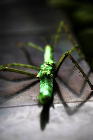 Foto de Los insectos palo son muy únicos porque tienen una forma y un color que se asemeja a ramitas y hojas. Cuando se toca, este tipo de insecto se cae, se queda quieto y camufla como una ramita. - Imagen libre de derechos