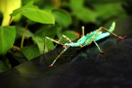 Les insectes bâtons sont très uniques parce qu'ils ont une forme et une couleur qui ressemblent à des brindilles et des feuilles. Lorsqu'il est touché, ce type d'insecte va tomber, rester immobile et se camoufler comme une brindille.