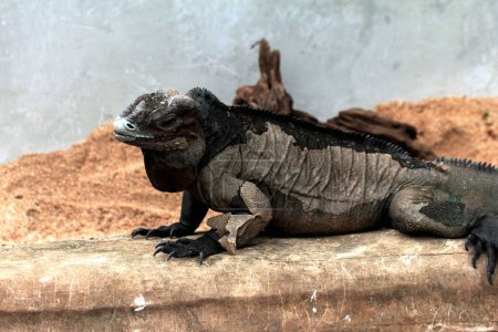 Rhinoceros iguana a une texture rugueuse et une peau grisâtre. Cette espèce d'iguane est très facile à reconnaître car elle a une grande taille et une tête cornée..