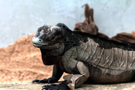 Foto de La iguana rinoceronte tiene una textura áspera y una piel grisácea. Esta especie de iguana es muy fácil de reconocer porque tiene un gran tamaño corporal y una cabeza con cuernos.. - Imagen libre de derechos