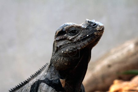 Photo for Rhinoceros iguana has a rough scale texture and grayish skin. This iguana species is very easy to recognize because it has a large body size and a horned head. - Royalty Free Image