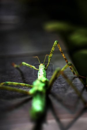 Stick insects are very unique because they have a shape and color that resembles twigs and leaves. When touched, this type of insect will fall down, stay still and camouflage like a twig.