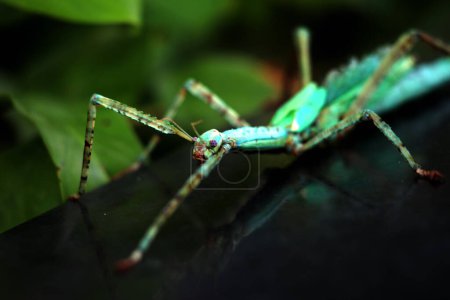 Téléchargez les photos : Les insectes bâtons sont très uniques parce qu'ils ont une forme et une couleur qui ressemblent à des brindilles et des feuilles. Lorsqu'il est touché, ce type d'insecte va tomber, rester immobile et se camoufler comme une brindille. - en image libre de droit