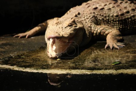 Foto de El cocodrilo de agua salada, el cocodrilo indoaustraliano y el cocodrilo Maneater (Crocodylus porosus) son los tipos más grandes de cocodrilos en el mundo.. - Imagen libre de derechos