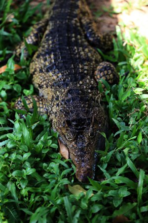 Salzwasserkrokodil, indo-australisches Krokodil und Maneater-Krokodil (Crocodylus porosus) sind die größten Krokodilarten der Welt.