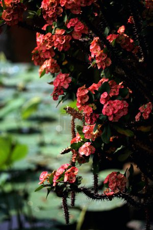 Crown of Thorns, scientifically known as Euphorbia milii, is a remarkable and delightful plant that can be an excellent addition to any garden or indoor space.