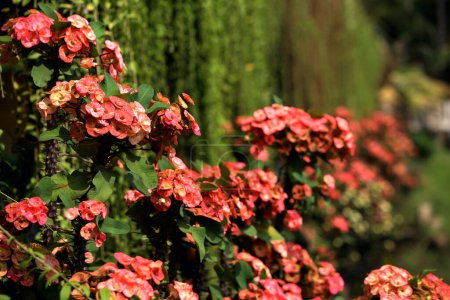 Couronne d'épines, scientifiquement connu sous le nom Euphorbia milii, est une plante remarquable et délicieuse qui peut être un excellent ajout à tout jardin ou espace intérieur.