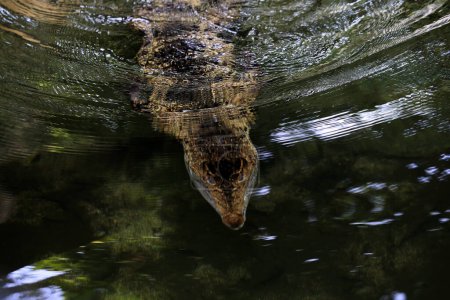 Le crocodile d'eau salée, le crocodile indo-australien et le crocodile Maneater (Crocodylus porosus) sont les plus grands types de crocodiles au monde..