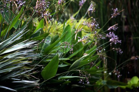 Thalia dealbata, allgemein als hardy water canna oder pudrige Thalia bezeichnet, ist eine rhizomatöse Sumpf- oder Randwasserstaude, die langstielige Canna wie Laub und violettblaue Blüten aufweist..