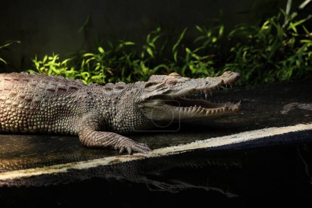 El cocodrilo de agua salada, el cocodrilo indoaustraliano y el cocodrilo Maneater (Crocodylus porosus) son los tipos más grandes de cocodrilos en el mundo..