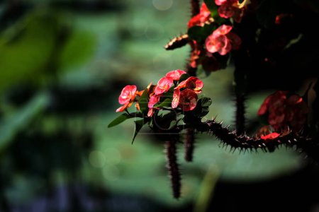 Dornenkrone, wissenschaftlich als Euphorbia milii bekannt, ist eine bemerkenswerte und reizvolle Pflanze, die eine hervorragende Ergänzung für jeden Garten oder Innenraum sein kann.