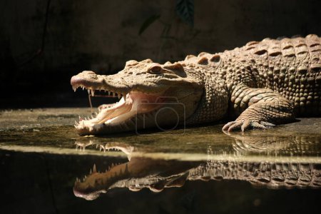 Le crocodile d'eau salée, le crocodile indo-australien et le crocodile Maneater (Crocodylus porosus) sont les plus grands types de crocodiles au monde..