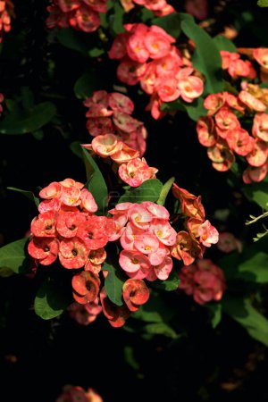 Dornenkrone, wissenschaftlich als Euphorbia milii bekannt, ist eine bemerkenswerte und reizvolle Pflanze, die eine hervorragende Ergänzung für jeden Garten oder Innenraum sein kann.