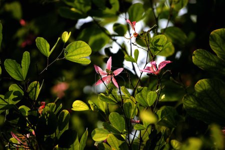Bauhinia blakeana, commonly called the Hong Kong orchid tree, is a nut tree from the Bauhinia genus with thick leaves and striking purplish red flowers.