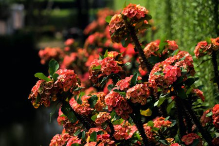 Crown of Thorns, scientifically known as Euphorbia milii, is a remarkable and delightful plant that can be an excellent addition to any garden or indoor space.