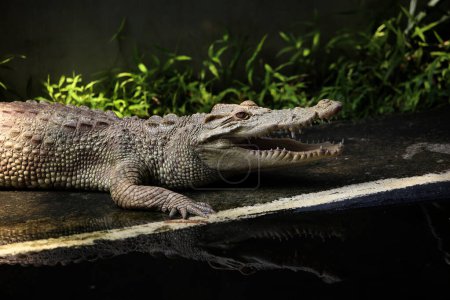 Foto de El cocodrilo de agua salada, el cocodrilo indoaustraliano y el cocodrilo Maneater (Crocodylus porosus) son los tipos más grandes de cocodrilos en el mundo.. - Imagen libre de derechos