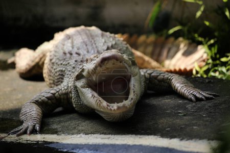 Téléchargez les photos : Le crocodile d'eau salée, le crocodile indo-australien et le crocodile Maneater (Crocodylus porosus) sont les plus grands types de crocodiles au monde.. - en image libre de droit