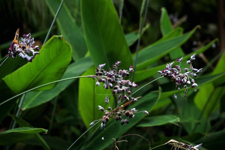 Thalia dealbata, commonly called hardy water canna or powdery thalia, is a rhizomatous marsh or marginal aquatic perennial that features long-stalked canna like foliage and violet blue flowers.