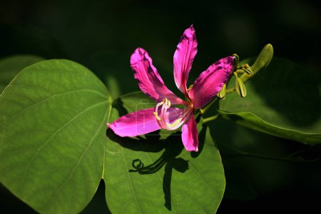 Bauhinia blakeana, commonly called the Hong Kong orchid tree, is a nut tree from the Bauhinia genus with thick leaves and striking purplish red flowers.