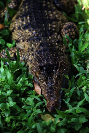 El cocodrilo de agua salada, el cocodrilo indoaustraliano y el cocodrilo Maneater (Crocodylus porosus) son los tipos más grandes de cocodrilos en el mundo..