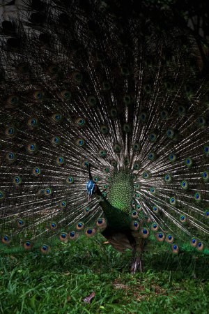 Foto de El pavo real azul o pavo real indio, cuyo nombre científico es Pavo cristatus. El pavo real azul tiene plumas brillantes de color azul oscuro. - Imagen libre de derechos